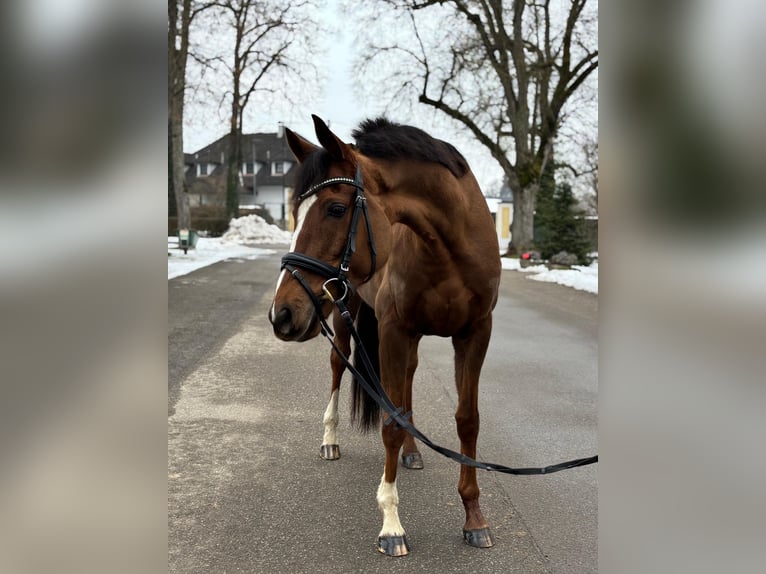 Irisches Vollblut Wallach 7 Jahre 168 cm Dunkelfuchs in Stadl-Paura