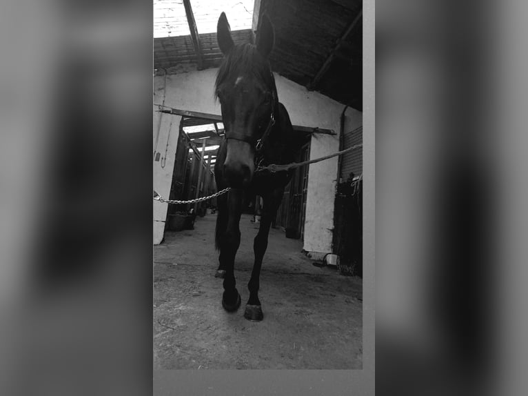 Irisches Vollblut Wallach 7 Jahre 170 cm Dunkelbrauner in Waasmunster