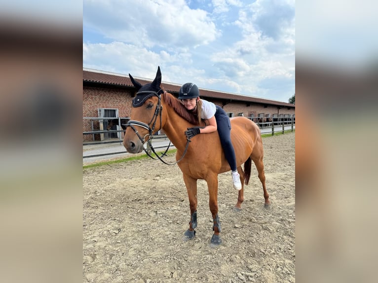 Irisches Vollblut Wallach 7 Jahre 170 cm Fuchs in Werne