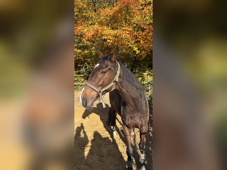 Irisches Vollblut Wallach 7 Jahre Brauner in Ratingen