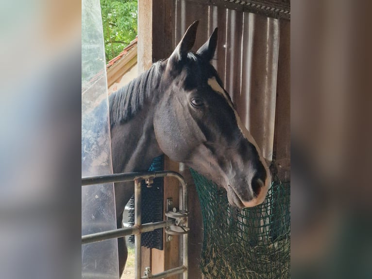 Irisches Vollblut Wallach 8 Jahre 160 cm Schwarzbrauner in Ansbach