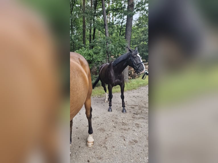 Irisches Vollblut Wallach 8 Jahre 160 cm Schwarzbrauner in Ansbach