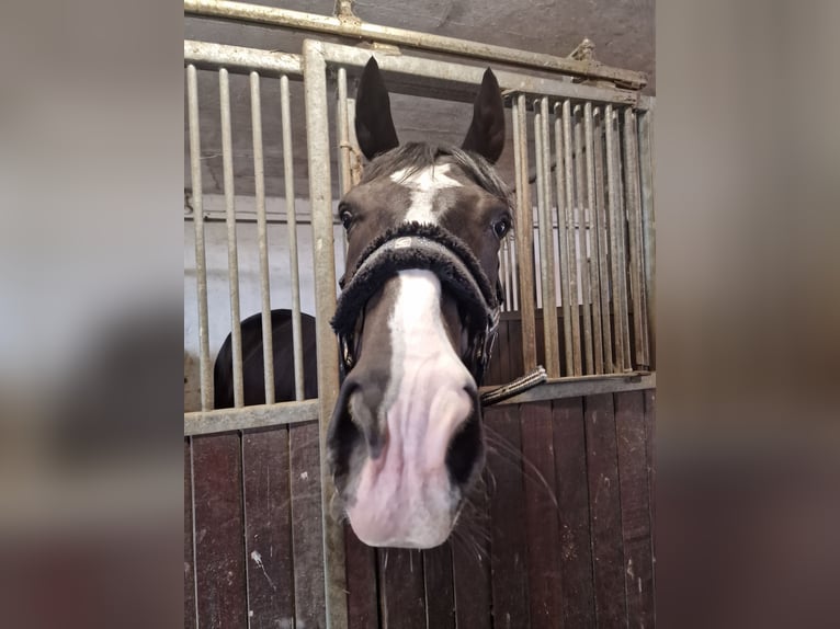 Irisches Vollblut Wallach 8 Jahre 160 cm Schwarzbrauner in Ansbach