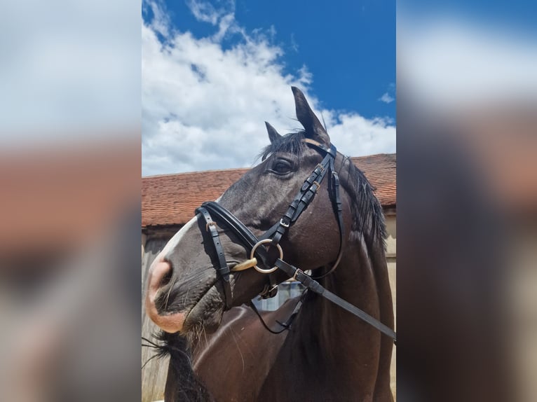 Irisches Vollblut Wallach 8 Jahre 160 cm Schwarzbrauner in Ansbach