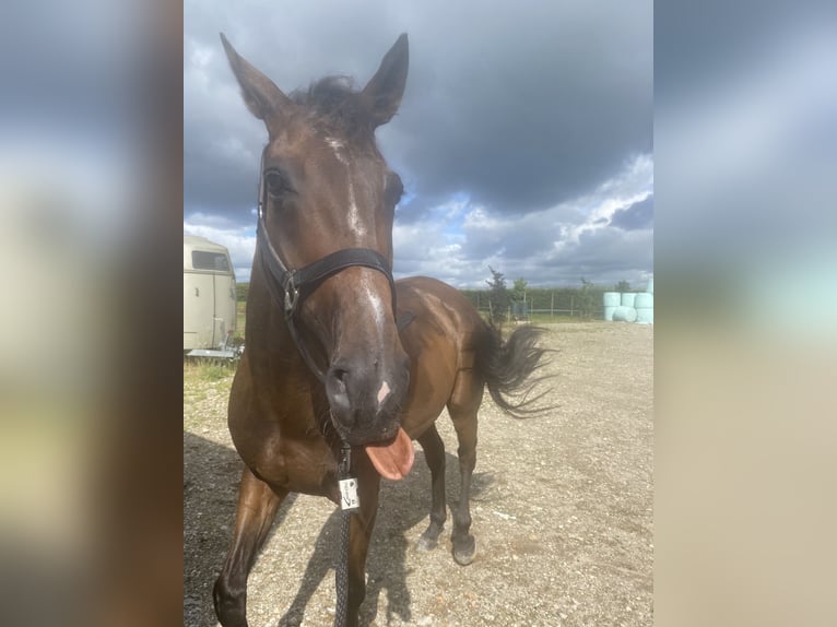 Irisches Vollblut Wallach 8 Jahre 162 cm Brauner in Valkenswaard