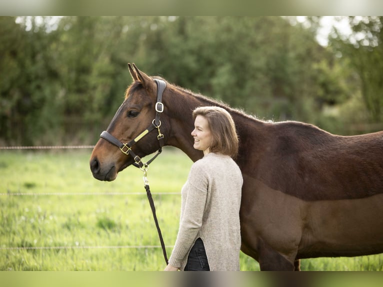 Irisches Vollblut Wallach 8 Jahre 165 cm Brauner in Gifhorn