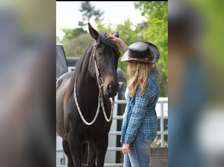 Irisches Vollblut Wallach 8 Jahre 165 cm Rappe in Neu Poserin
