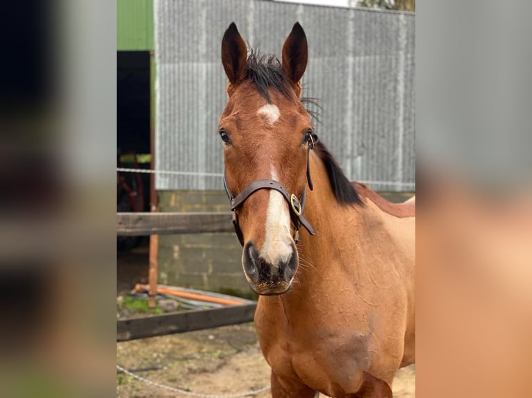 Irisches Vollblut Wallach 8 Jahre 166 cm Brauner in Butzbach