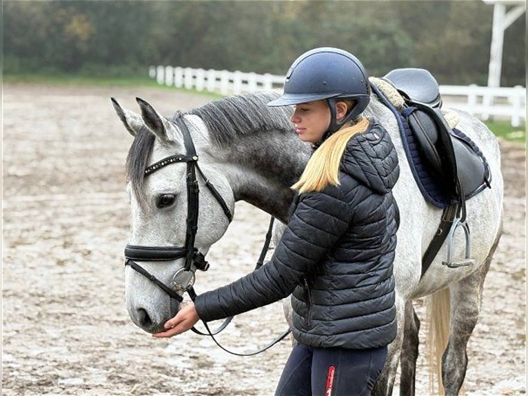 Irisches Vollblut Wallach 8 Jahre 167 cm Schimmel in Verden (Aller)