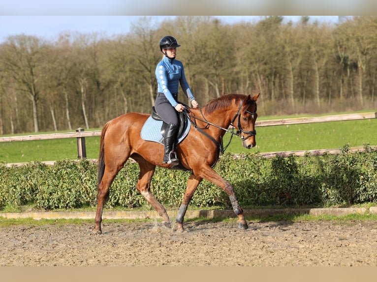 Irisches Vollblut Wallach 8 Jahre 168 cm Fuchs in Holten