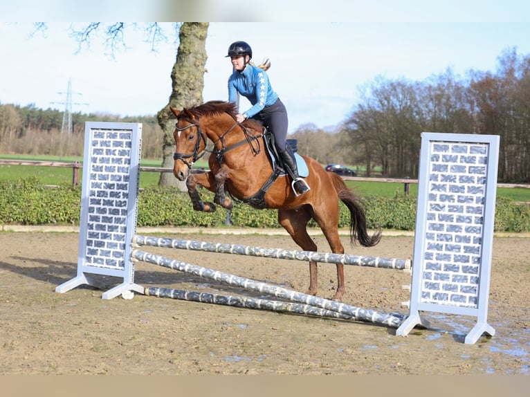 Irisches Vollblut Wallach 8 Jahre 168 cm Fuchs in Holten