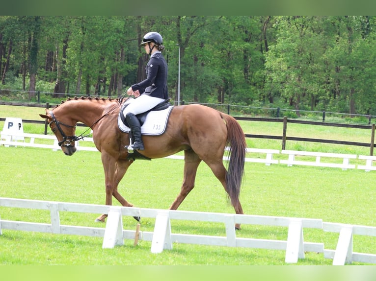 Irisches Vollblut Wallach 8 Jahre 168 cm Fuchs in Holten