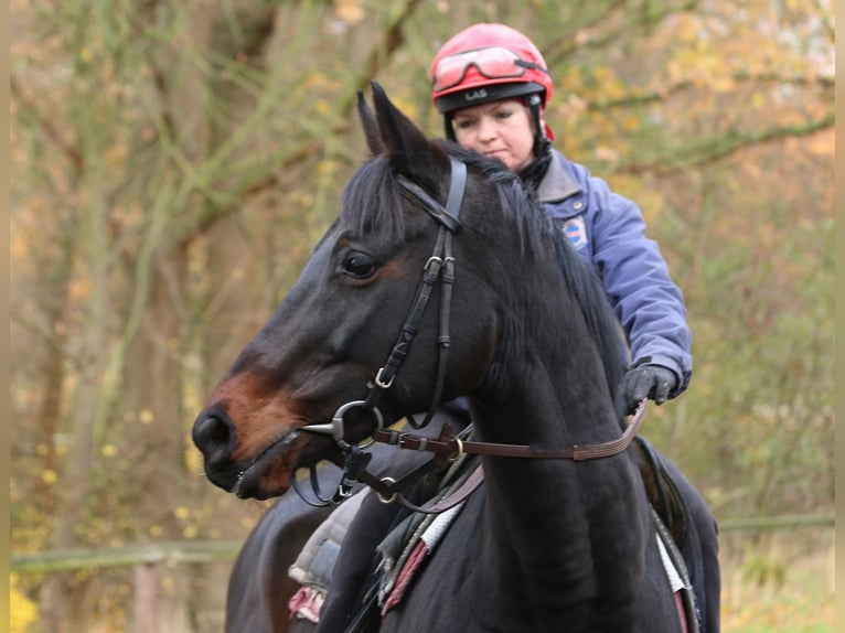 Irisches Vollblut Wallach 9 Jahre 163 cm Dunkelbrauner in Weilerswist