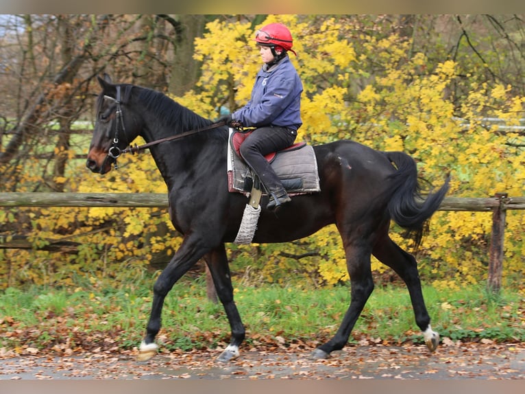 Irisches Vollblut Wallach 9 Jahre 163 cm Dunkelbrauner in Weilerswist
