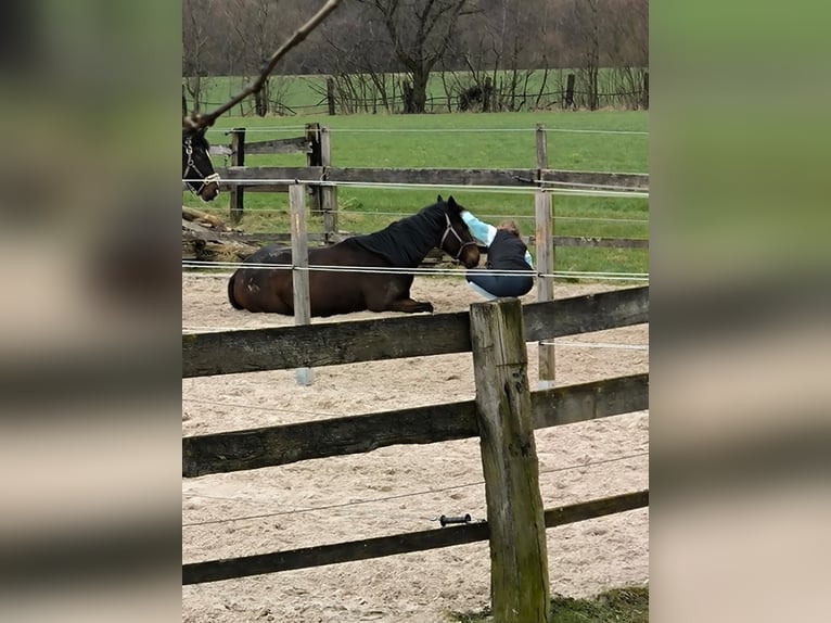 Irisches Vollblut Wallach 9 Jahre 165 cm Dunkelbrauner in Bochum