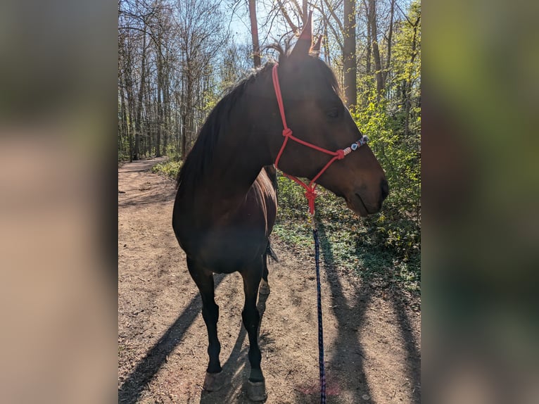 Irisches Vollblut Wallach 9 Jahre 165 cm Dunkelbrauner in Bochum