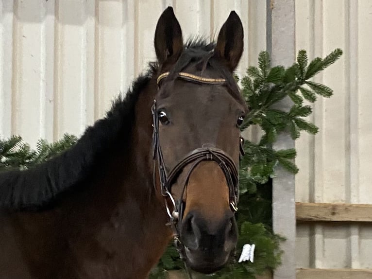 Irisches Vollblut Wallach 9 Jahre 168 cm Brauner in Elze