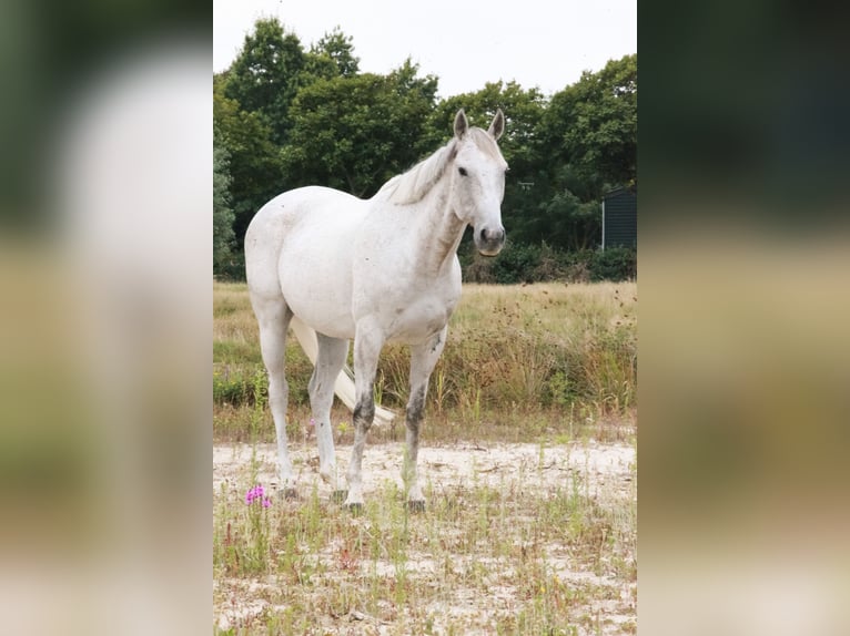 Irisches Vollblut Wallach 9 Jahre 168 cm Fliegenschimmel in Oudenbosch