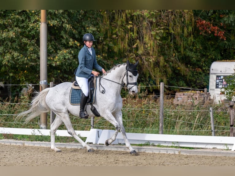 Irisches Vollblut Wallach 9 Jahre 168 cm Fliegenschimmel in Oudenbosch