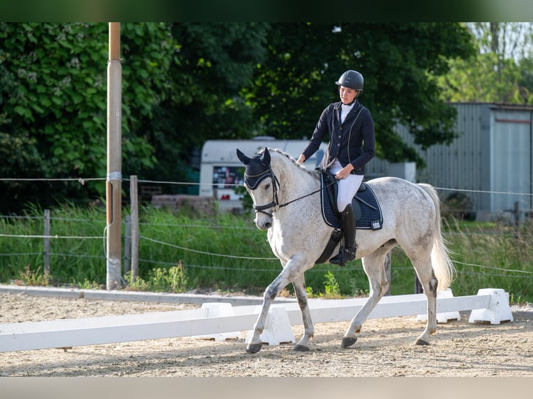 Irisches Vollblut Wallach 9 Jahre 168 cm Fliegenschimmel in Oudenbosch