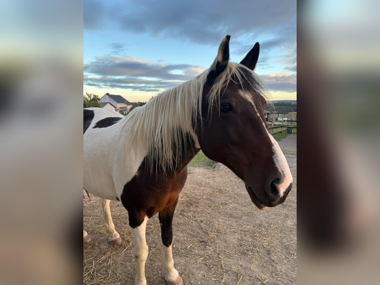 Irish Cob Caballo castrado 14 años 158 cm Pío in Schauren