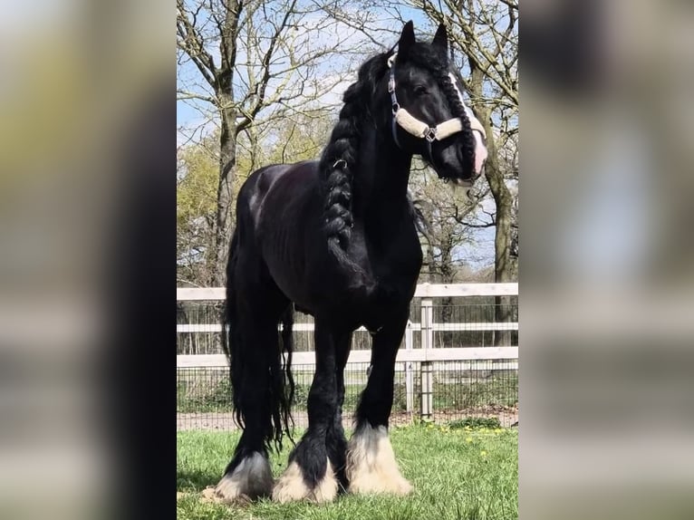 Irish Cob Caballo castrado 1 año 165 cm Morcillo in Leusden