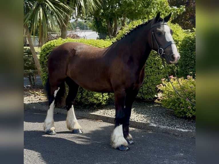 Irish Cob Caballo castrado 4 años 138 cm Castaño oscuro in Newry
