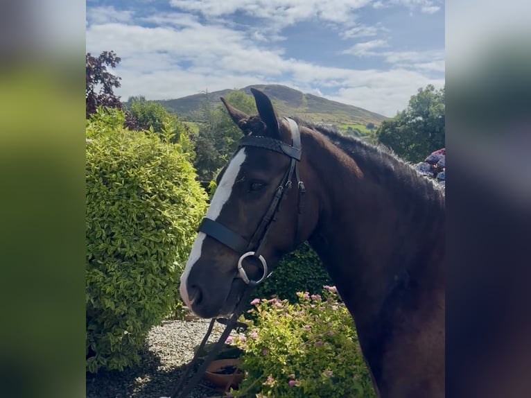 Irish Cob Caballo castrado 4 años 138 cm Castaño oscuro in Newry