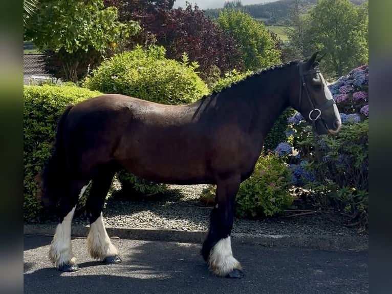 Irish Cob Caballo castrado 4 años 138 cm Castaño oscuro in Newry