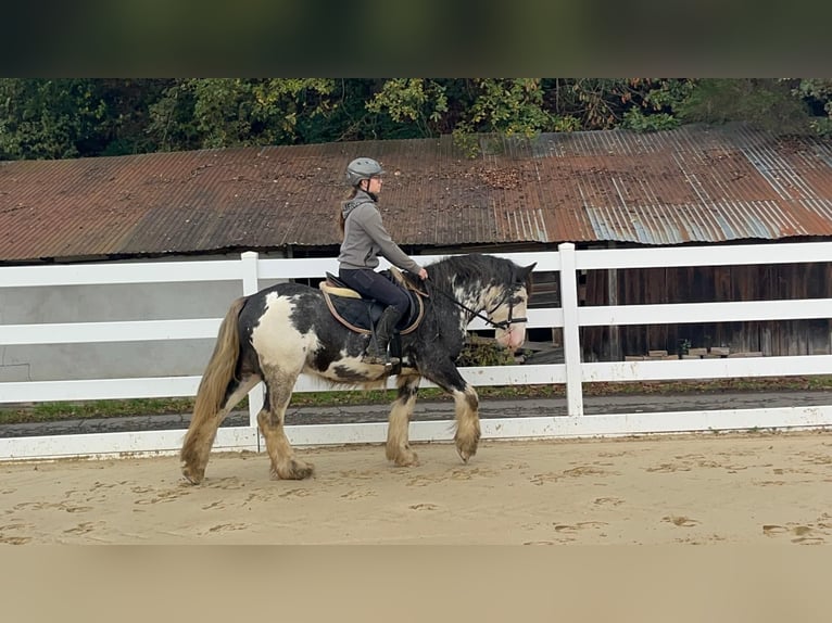 Irish Cob Caballo castrado 4 años 148 cm Ruano azulado in Morsbach