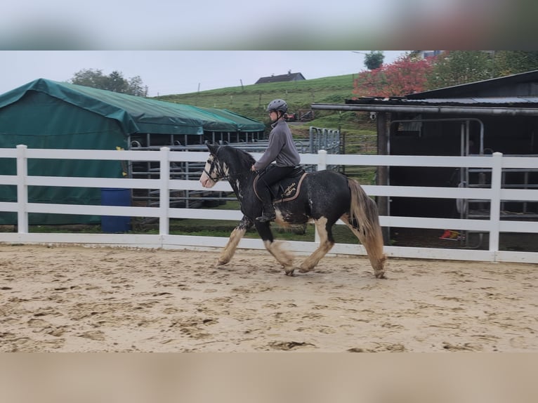 Irish Cob Caballo castrado 4 años 148 cm Ruano azulado in Morsbach