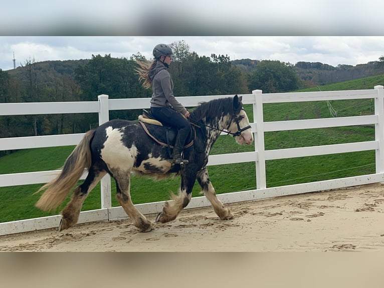 Irish Cob Caballo castrado 4 años 148 cm Ruano azulado in Morsbach