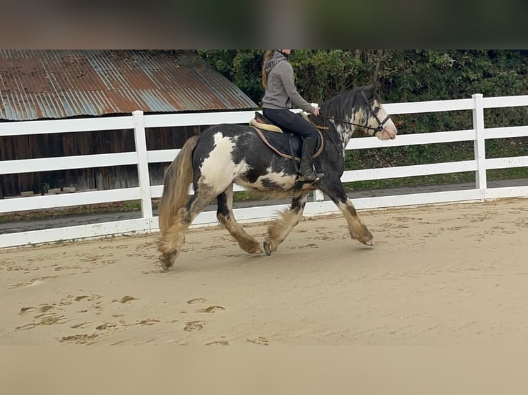 Irish Cob Caballo castrado 4 años 148 cm Ruano azulado in Morsbach
