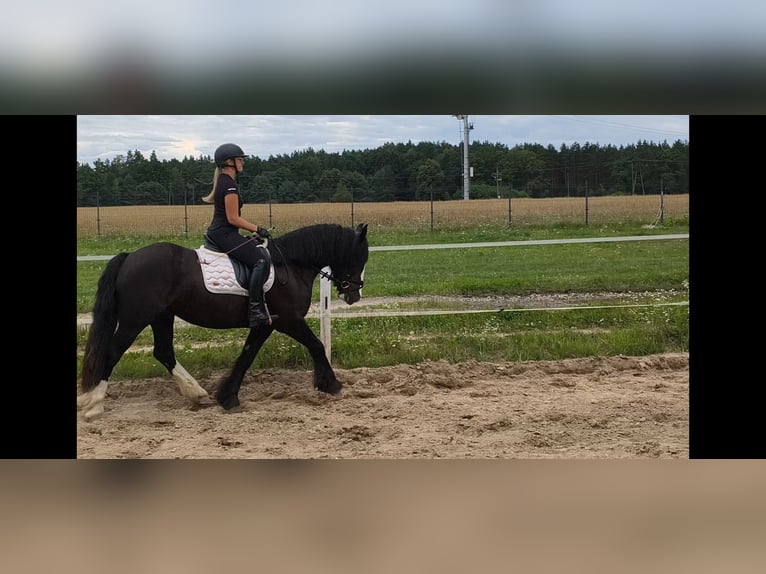 Irish Cob Caballo castrado 4 años 153 cm Negro in Forst