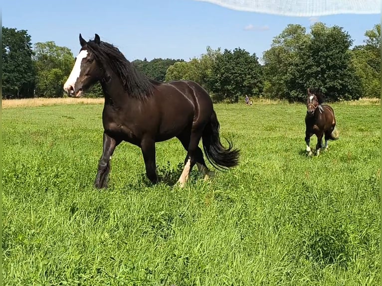 Irish Cob Caballo castrado 4 años 153 cm Negro in Forst