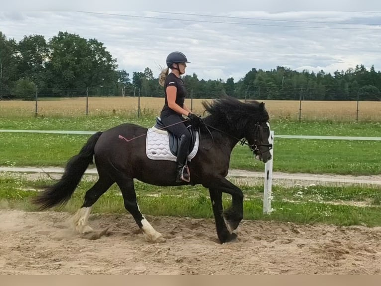 Irish Cob Caballo castrado 4 años 153 cm Negro in Forst