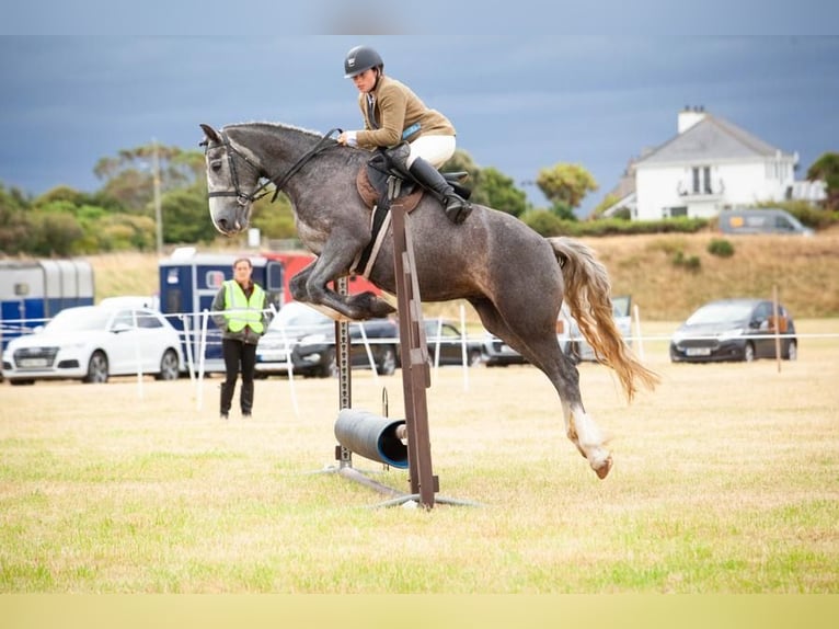 Irish Cob Caballo castrado 4 años 155 cm Tordo in Newry