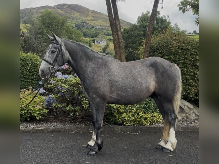 Irish Cob Caballo castrado 4 años 155 cm Tordo in Newry