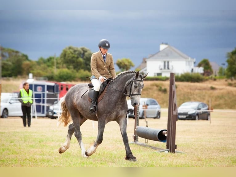 Irish Cob Caballo castrado 4 años 155 cm Tordo in Newry