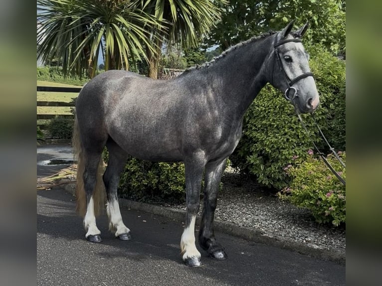 Irish Cob Caballo castrado 4 años 155 cm Tordo in Newry