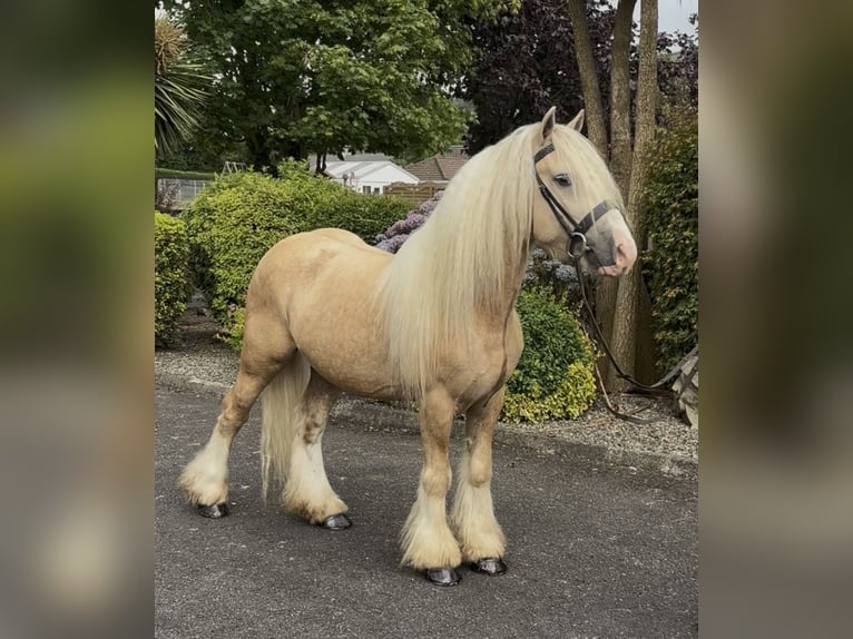 Irish Cob Caballo castrado 6 años 138 cm  in Newry