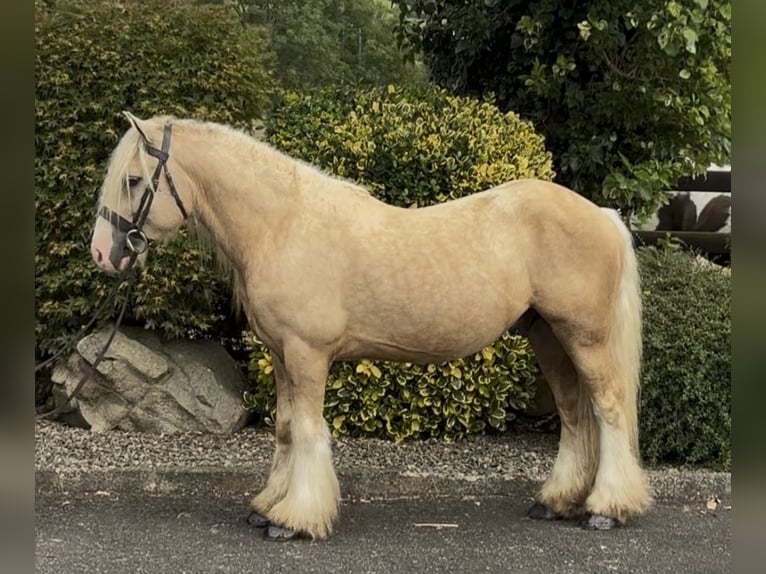 Irish Cob Caballo castrado 6 años 138 cm  in Newry
