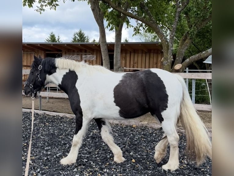 Irish Cob Castrone 11 Anni 150 cm Pezzato in Leipheim