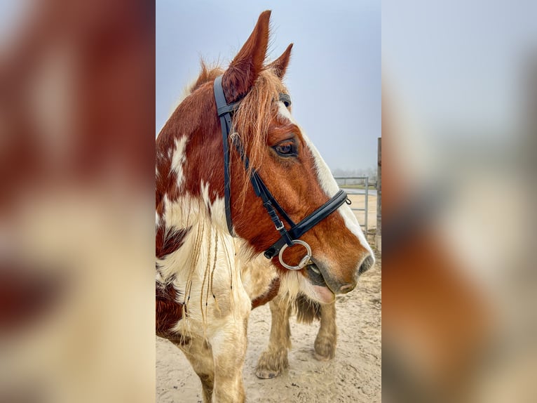 Irish Cob Castrone 12 Anni 152 cm Pezzato in Reutlingen