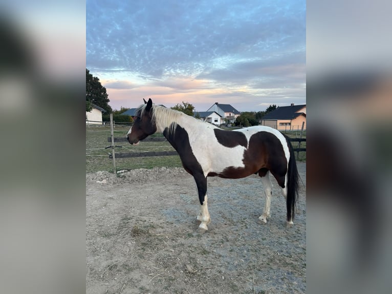 Irish Cob Castrone 14 Anni 158 cm Pezzato in Schauren