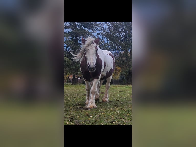 Irish Cob Castrone 15 Anni 150 cm Pezzato in Bad Langensalza