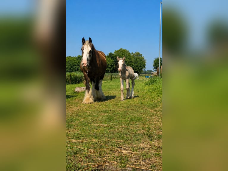 Irish Cob Castrone 1 Anno 165 cm Baio nero in Leusden