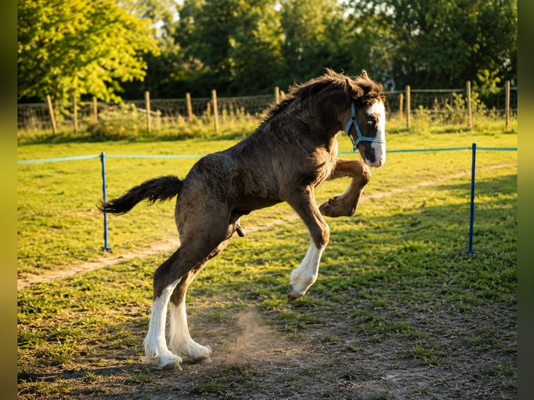 Irish Cob Castrone 1 Anno 165 cm Baio nero in Leusden