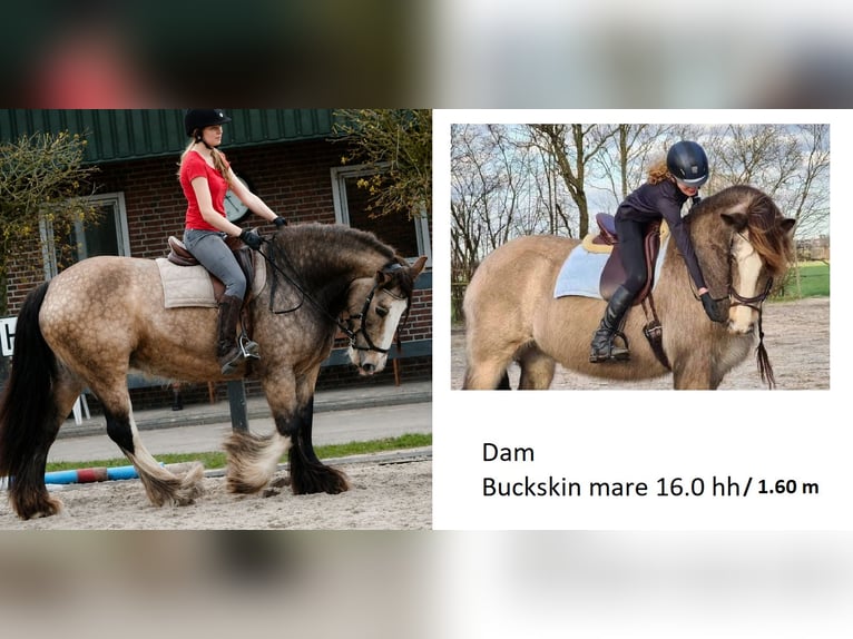 Irish Cob Castrone 1 Anno 165 cm Baio nero in Leusden