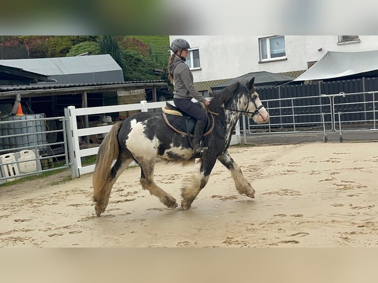 Irish Cob Castrone 4 Anni 148 cm Roano blu in Morsbach
